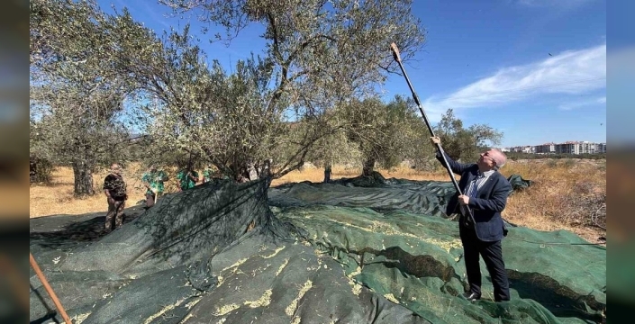 Edremit’te zeytin hasadı başladı ve randıman yüksek