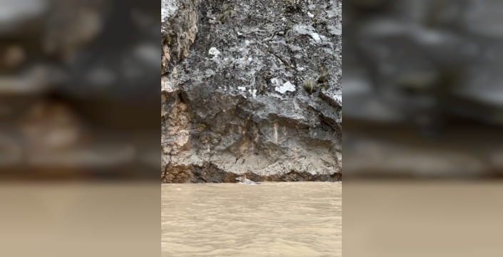 Erzincan'da kurt ve yaban keçileri arasında kovalamaca görüntülendi