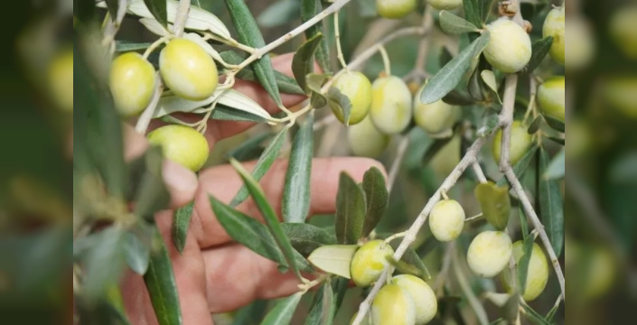 Finlandiya, zeytin yetiştirmeden dünya zeytin toplama şampiyonu oldu