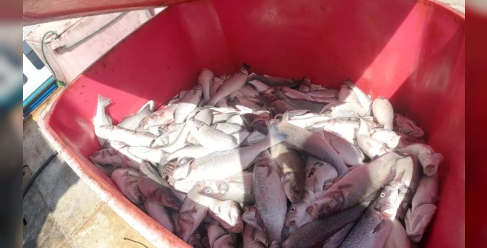Gran Canaria'da balık çiftliğinden kamyon dolusu ölü levrek çıkarıldı