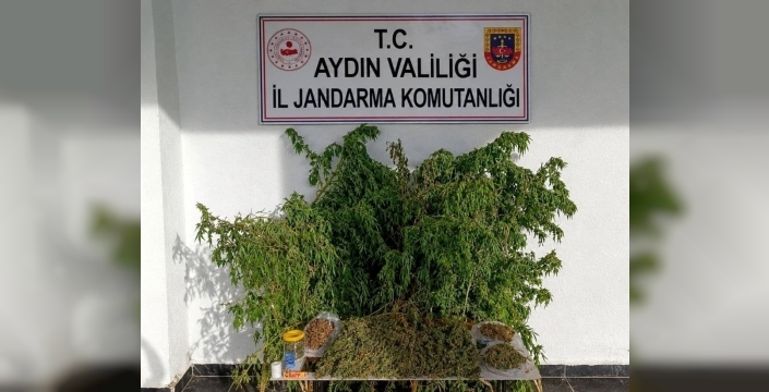 İncirliova'da yapılan uyuşturucu baskınında kenevir ele geçirildi