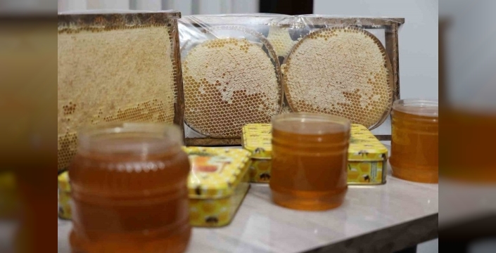 Kuşadası'nda çam balı hasadı başladı