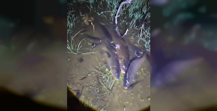 Kütahya'da balık ölümlerine neden olan işletmeye ceza verildi