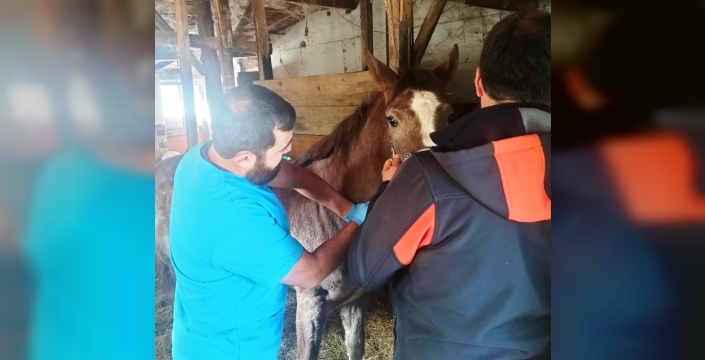 Kütahya'da safkan Arap tayları tescil edildi