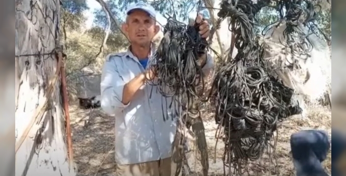 Leylek yuvalarındaki plastik ipler tehlike oluşturuyor