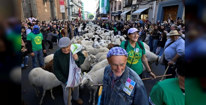Madrid'de 1.250 koyun ve 160 keçi sokaklardan geçti