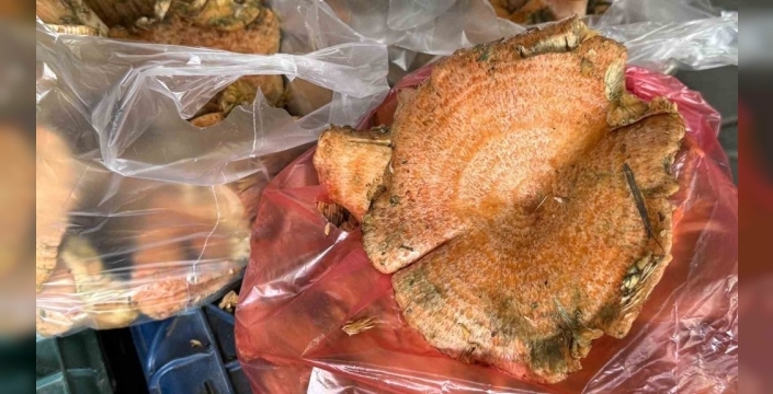 Menteşe'de sezonun ilk çıntarları tezgahları süslüyor