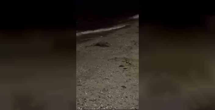 Mudanya sahiline inen domuz için veterinerler devreye girdi