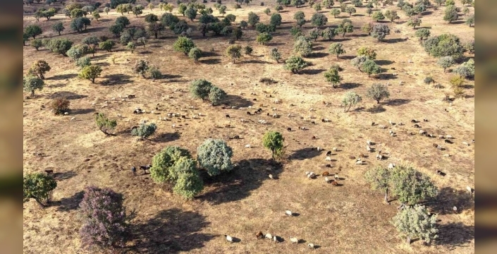 Muş'ta 110 bin ahlat ağacında hasat sürüyor
