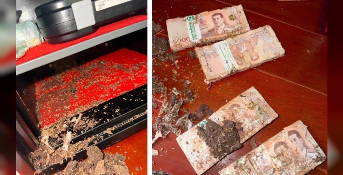 Nanny Irin'in kasasındaki 1 milyon bahtı termitler yedi