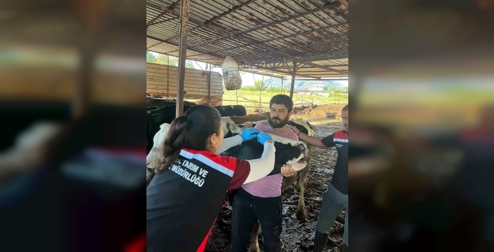 Ortaca'da hayvanlara şap ve brusella aşısı yapıldı