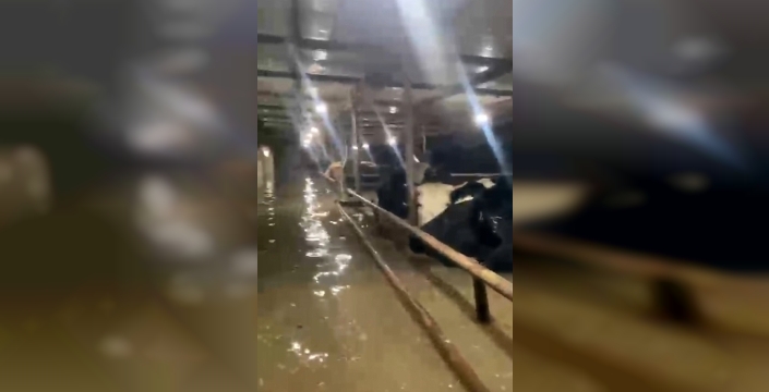 Sakarya''da sel ahırları vurdu, hayvanlar mahsur kaldı