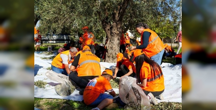 Tarsus’ta lösemili çocuklar için zeytin toplandı