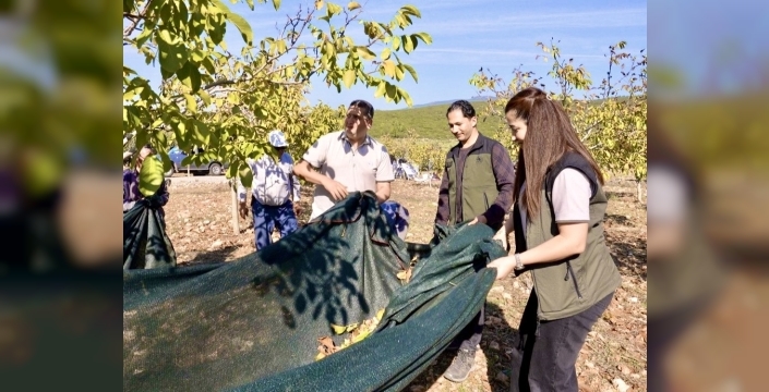 Taşçılar'daki sahada 4 ton ceviz hasadı hedefi