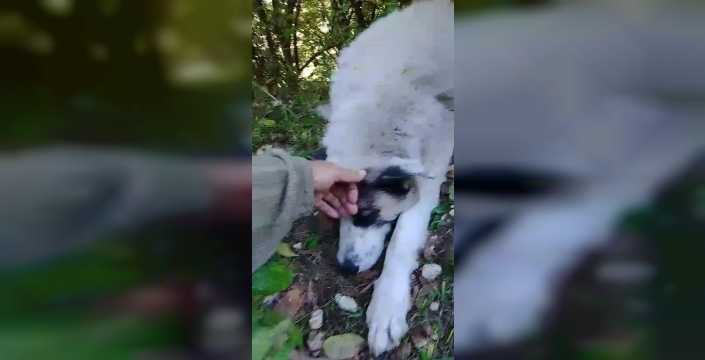 Yıldırım'da ormanda tuzağa yakalanan köpek kurtarıldı